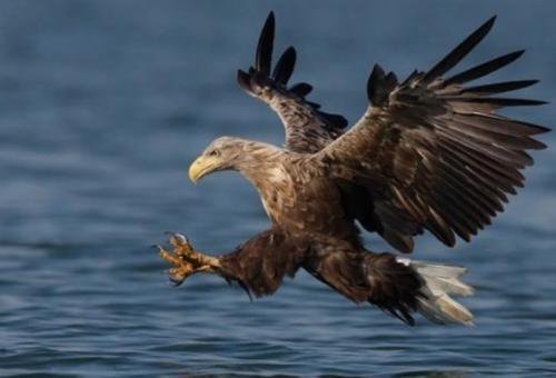 华云头条：心理学：凭直觉选一只老鹰，测你这辈子靠什么发家！