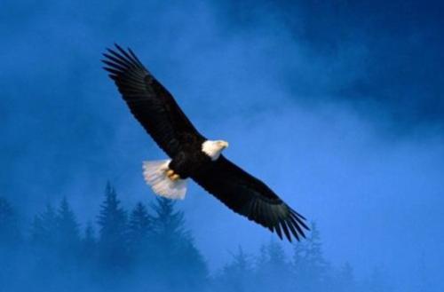 华云头条：心理学：凭直觉选一只老鹰，测你这辈子靠什么发家！