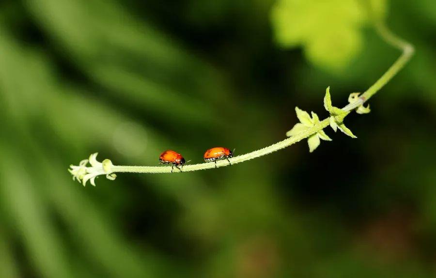 #咖啡文化#生活甜一点，我的那颗星星