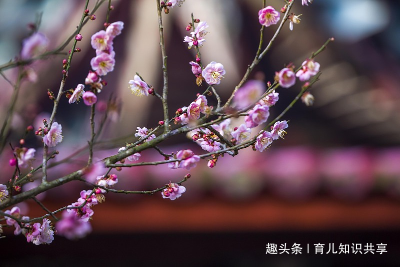 [育儿知识共享]日子最苦的3个生肖，一生都在操心，子女不给一分钱