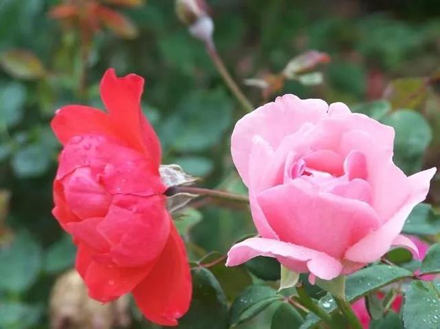 #女子健身#人生如花朵，春夏秋冬都有不同的花期