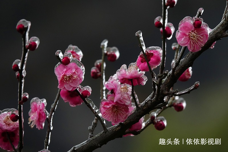 「依依影视剧」一辈子很难有前途的3个生肖，天生就是操劳命