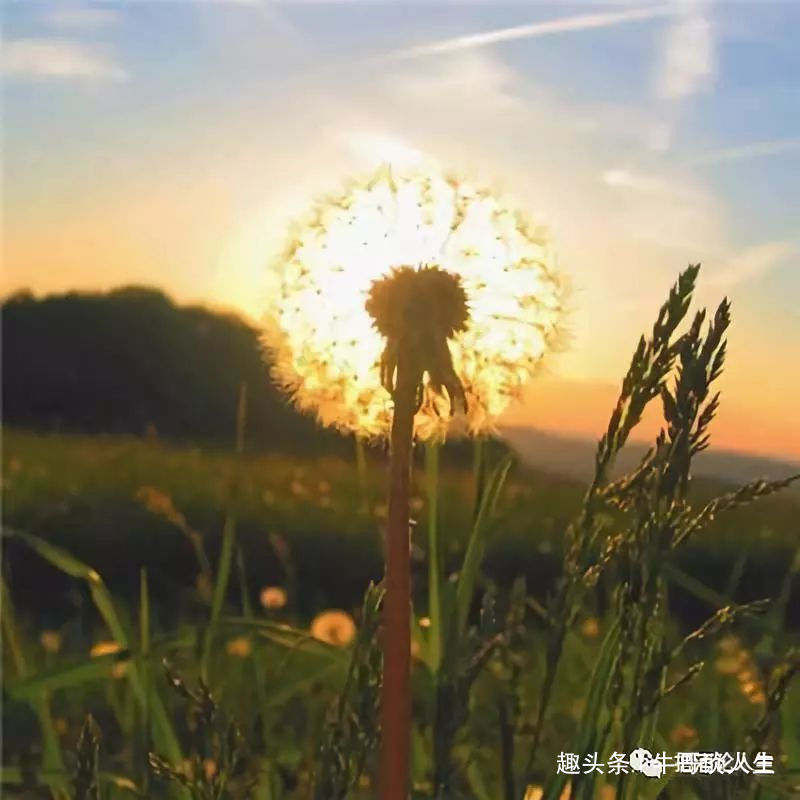 「牛哥谈人生」繁华只是过眼云烟，唯有宁静方能致远。