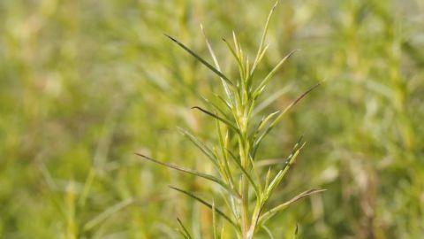 [华云头条]世界杀伤力最强的草 能毒死牛羊撞翻汽车