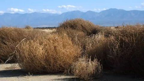 [华云头条]世界杀伤力最强的草 能毒死牛羊撞翻汽车