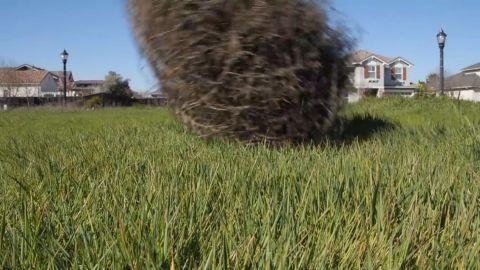 [华云头条]世界杀伤力最强的草 能毒死牛羊撞翻汽车