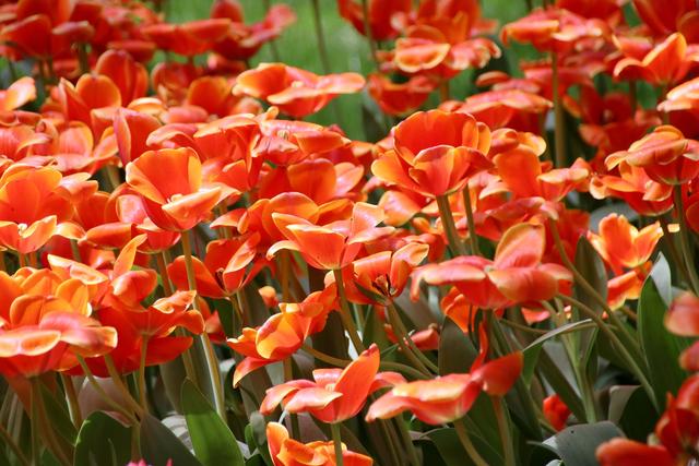 「芨芨草01」三个不同的幸福标准，决定不同的人生态度和奋斗程度，你是哪一层