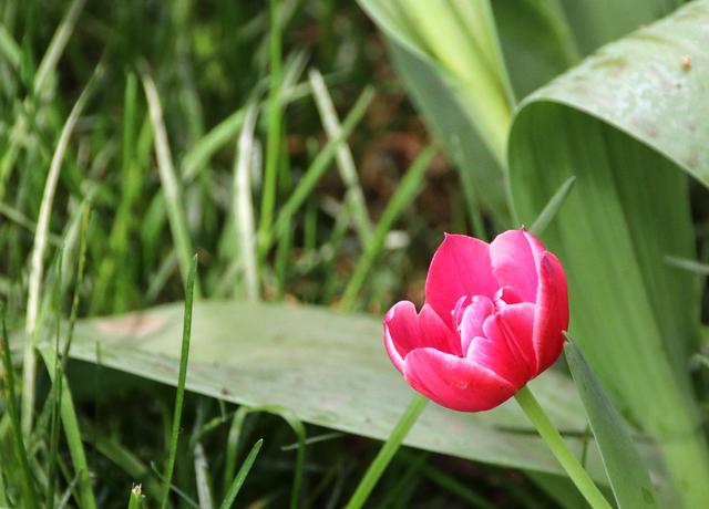 「芨芨草01」三个不同的幸福标准，决定不同的人生态度和奋斗程度，你是哪一层