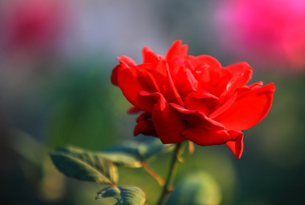 「依鱼」除了时间，什么也不属于你