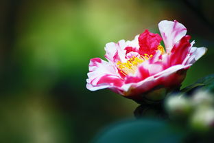 「依鱼」除了时间，什么也不属于你