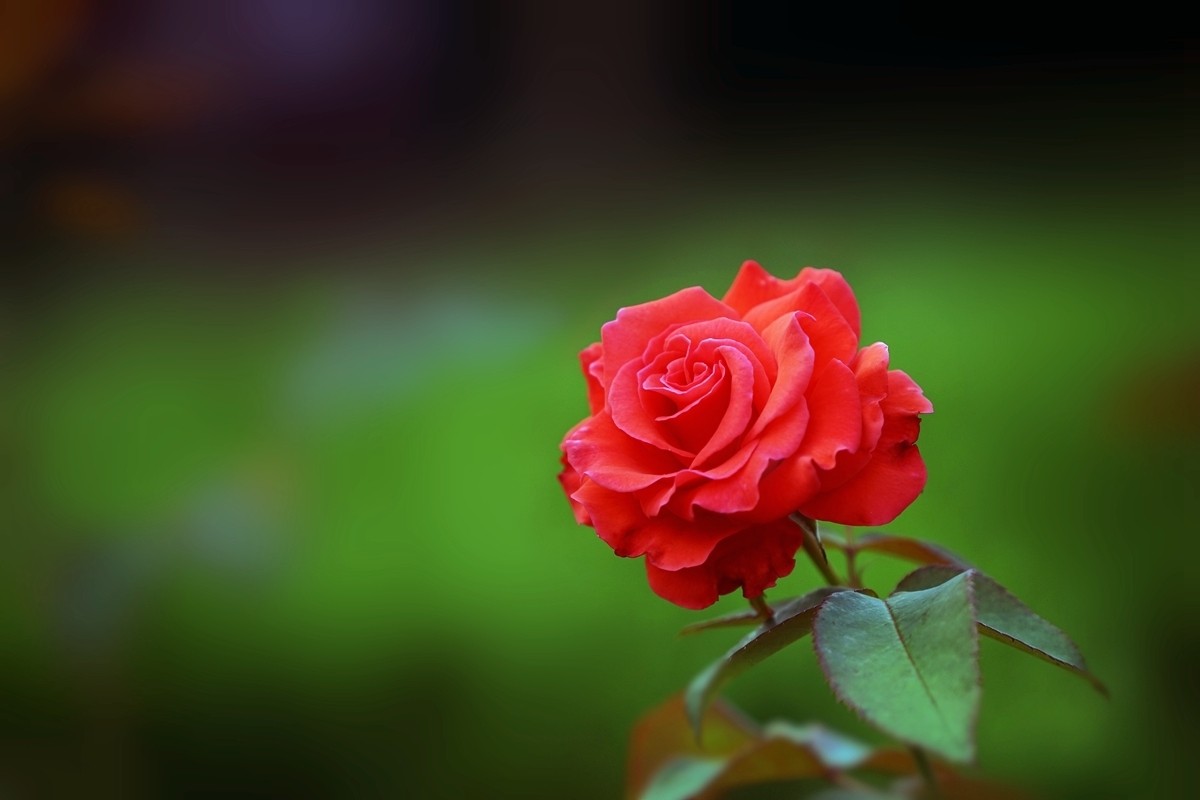 「依鱼」除了时间，什么也不属于你