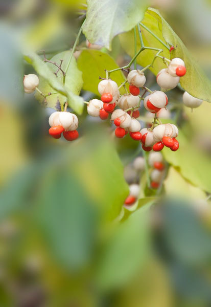 「依鱼」即使心痛，也要微笑