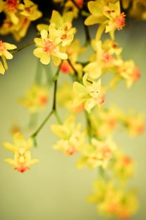 「依鱼」即使心痛，也要微笑