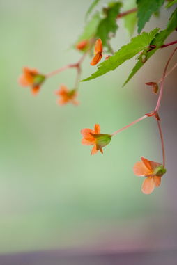 「依鱼」即使心痛，也要微笑