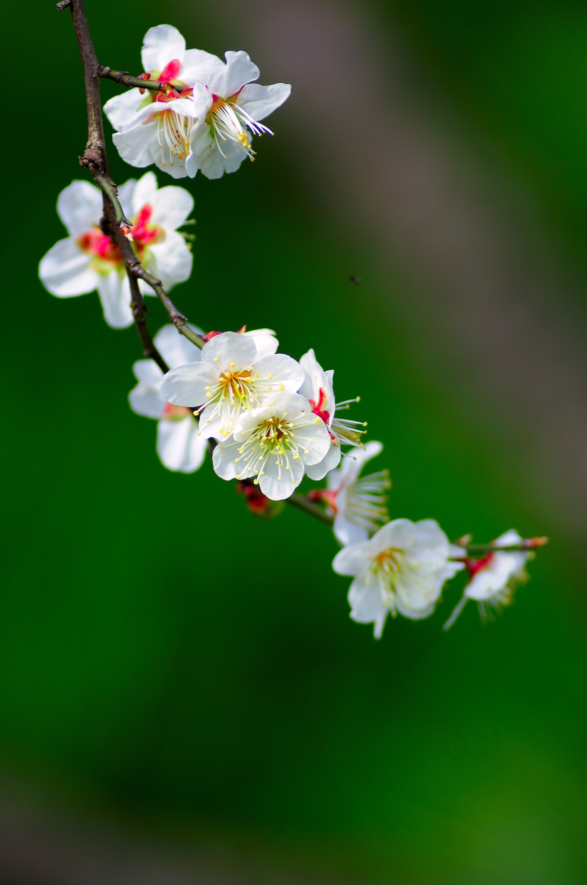 「依鱼」即使心痛，也要微笑