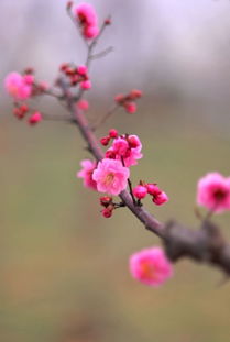 「依鱼」你很聪明，但也要努力啊