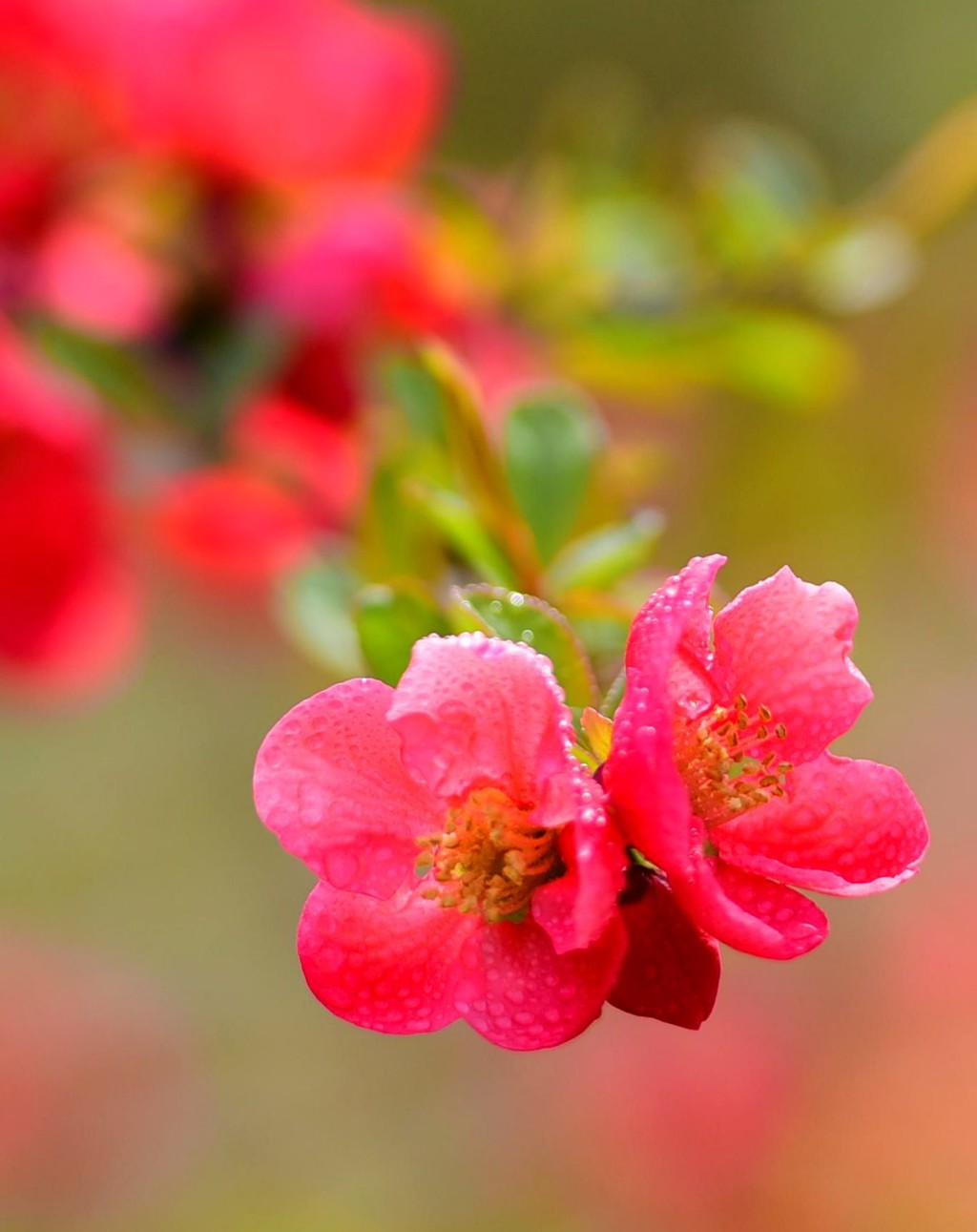 「依鱼」你很聪明，但也要努力啊