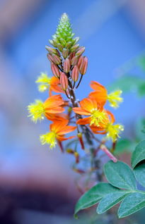 「依鱼」你很聪明，但也要努力啊