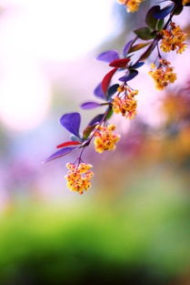 「依鱼」你很聪明，但也要努力啊