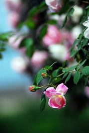 「依鱼」你很聪明，但也要努力啊