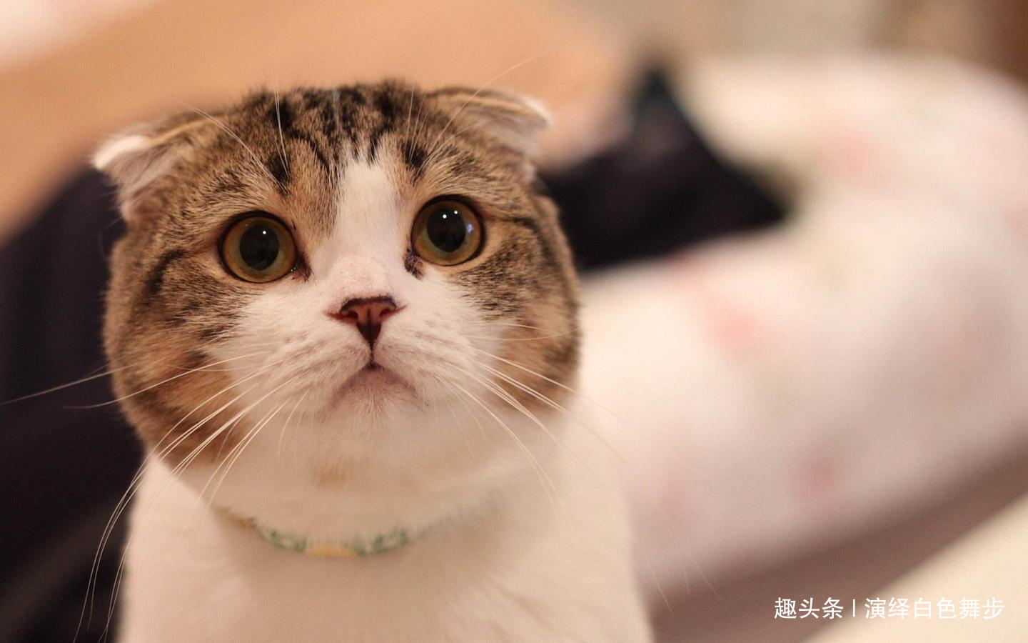 「演绎白色舞步」曾经，在所有不幸中，最不幸的事是曾经幸福过