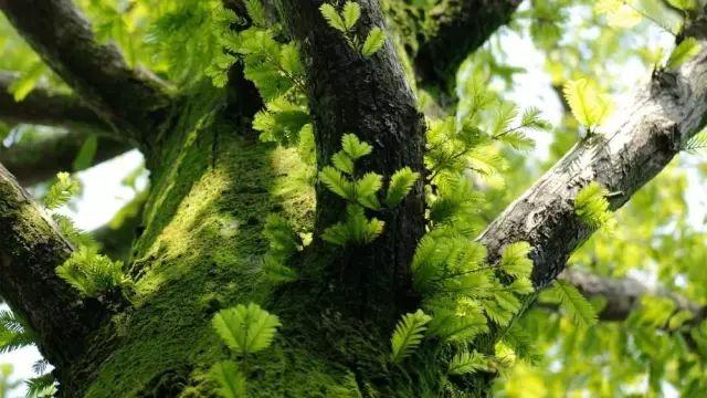 「修心堂TB」什么才是靠谱？