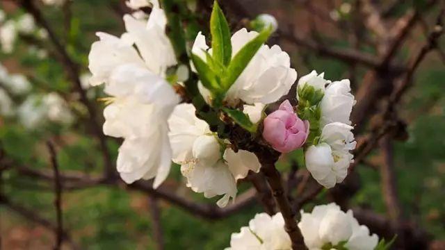 「修心堂TB」什么才是靠谱？