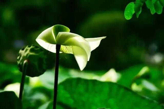 「修心堂TB」什么才是靠谱？