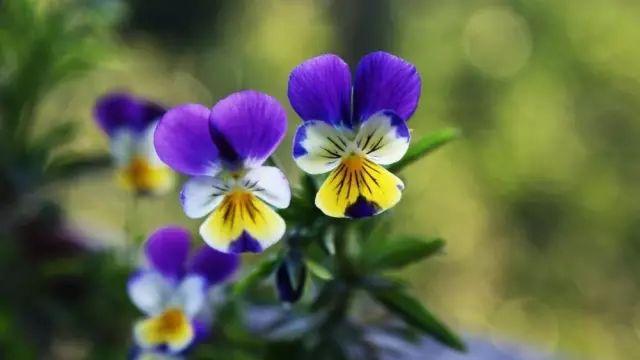 「修心堂TB」什么才是靠谱？