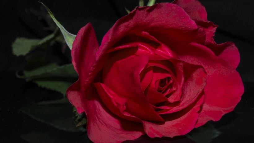 【娱乐承教】越挫越勇，想不成功都难的三大生肖