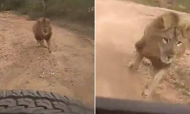 胆战心惊！印度一动物园内雄狮发怒追赶游客汽车