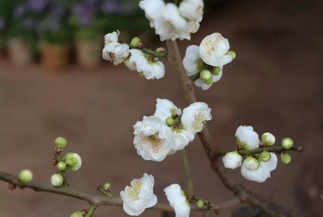 「励志的娱乐」古来万事皆人为，酸甜苦辣皆在心