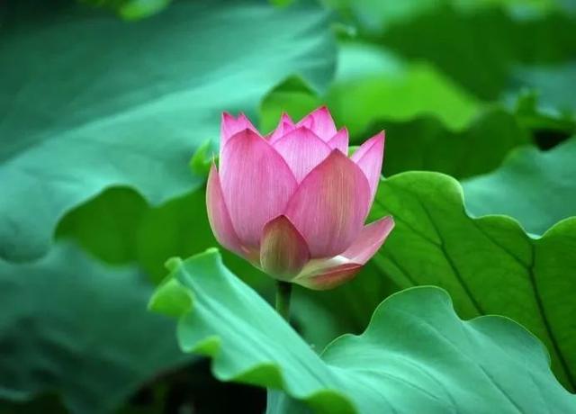 「励志的娱乐」古来万事皆人为，酸甜苦辣皆在心