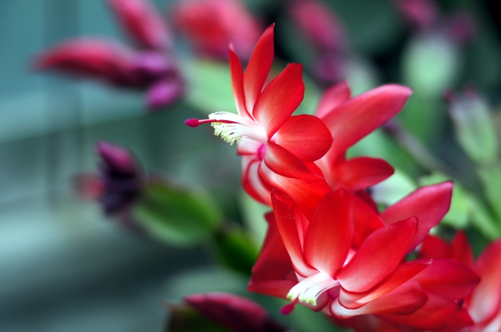 依鱼：与爱无关，寂寞有染