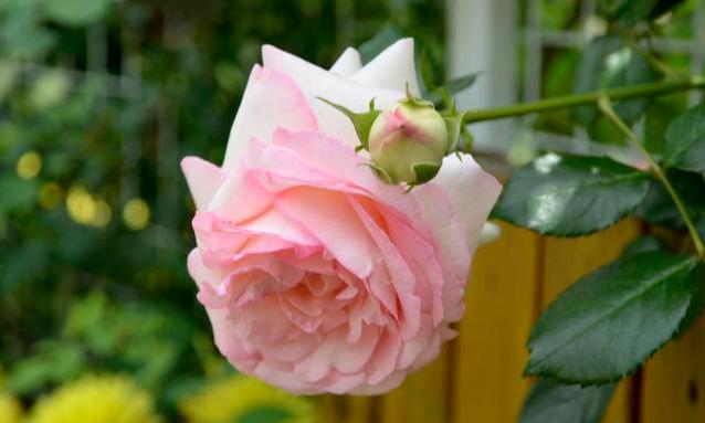 [励志这件事]有志气的人，靠的是自己！苦靠自己扛，伤靠自己养