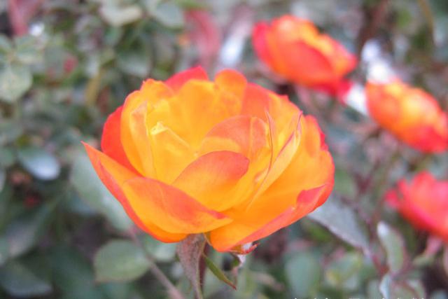 [励志这件事]有志气的人，靠的是自己！苦靠自己扛，伤靠自己养