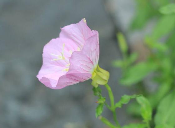 [励志这件事]有志气的人，靠的是自己！苦靠自己扛，伤靠自己养