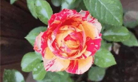 [励志这件事]有志气的人，靠的是自己！苦靠自己扛，伤靠自己养