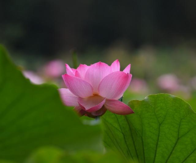 花颜有情@九月再见，十月你好，我依然在等你，但不是在原地