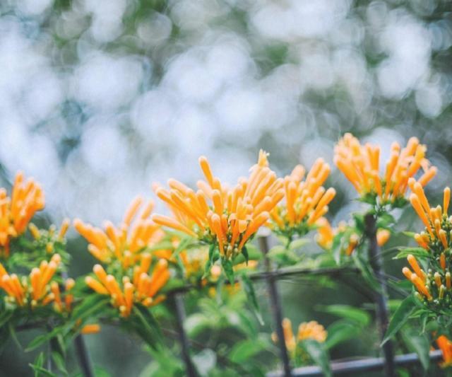 花颜有情@九月再见，十月你好，我依然在等你，但不是在原地