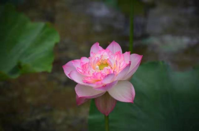 花颜有情@九月再见，十月你好，我依然在等你，但不是在原地