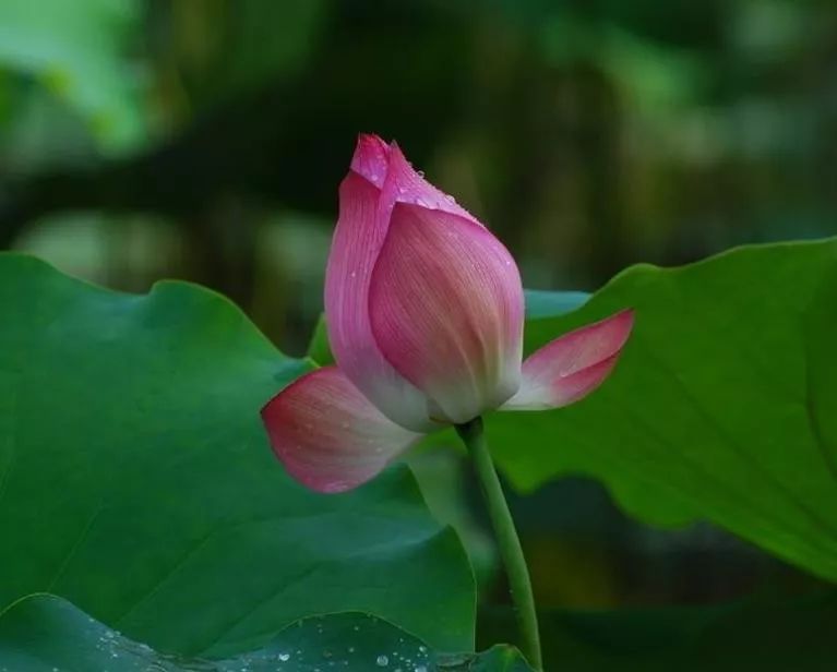 天天励志正能量@生命那么短，别总让自己太为难