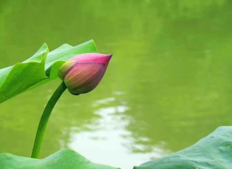 天天励志正能量@生命那么短，别总让自己太为难