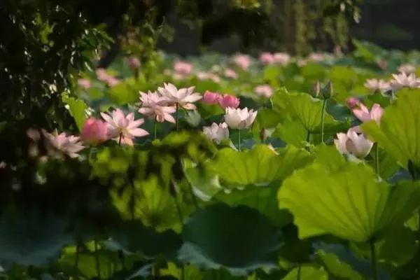 天天励志正能量@生命那么短，别总让自己太为难