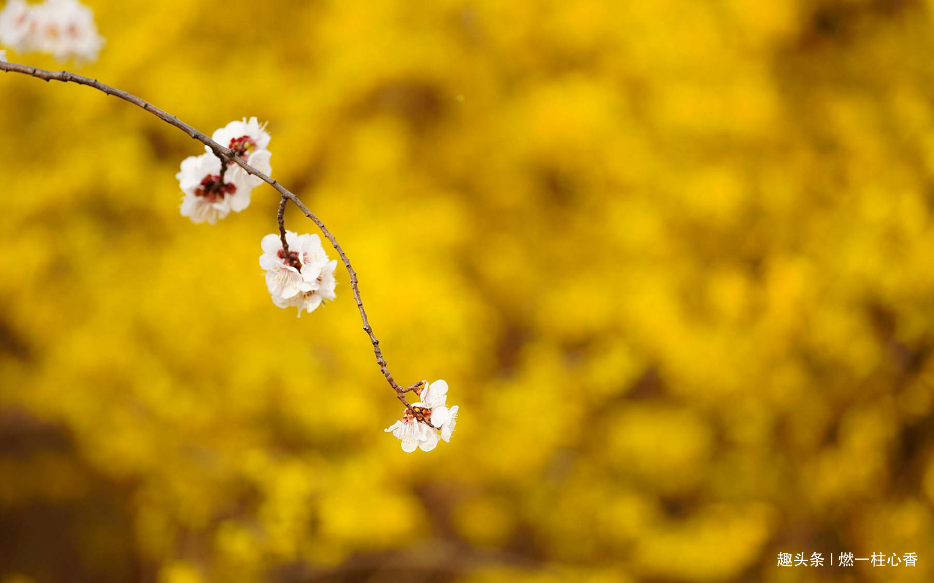 【燃一柱心香】人生中年，懂得“尊重”别人，修养也就提高了