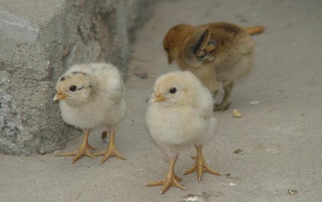 演说导师马一鸣：马一鸣：大即是小，小即是大