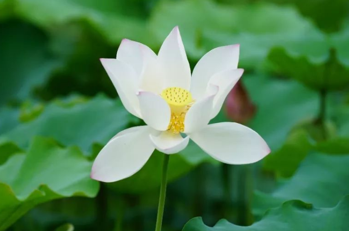 人生励志美文：人就这样，得不到的都是最好的，留不住的是最珍贵的！