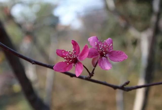 [老皮励志]蜘蛛勤织网，总有飞来虫，一份耕耘，一份收获