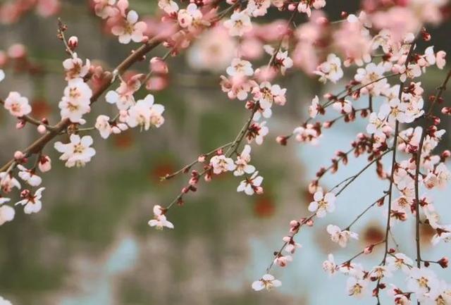 [老皮励志]蜘蛛勤织网，总有飞来虫，一份耕耘，一份收获