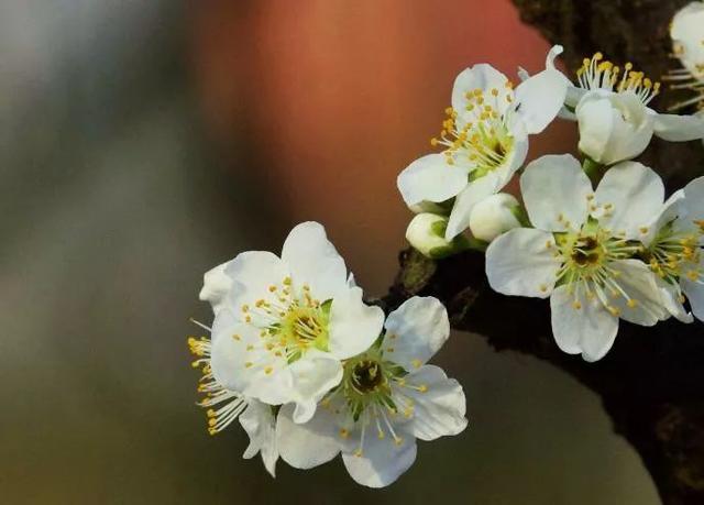 [老皮励志]蜘蛛勤织网，总有飞来虫，一份耕耘，一份收获